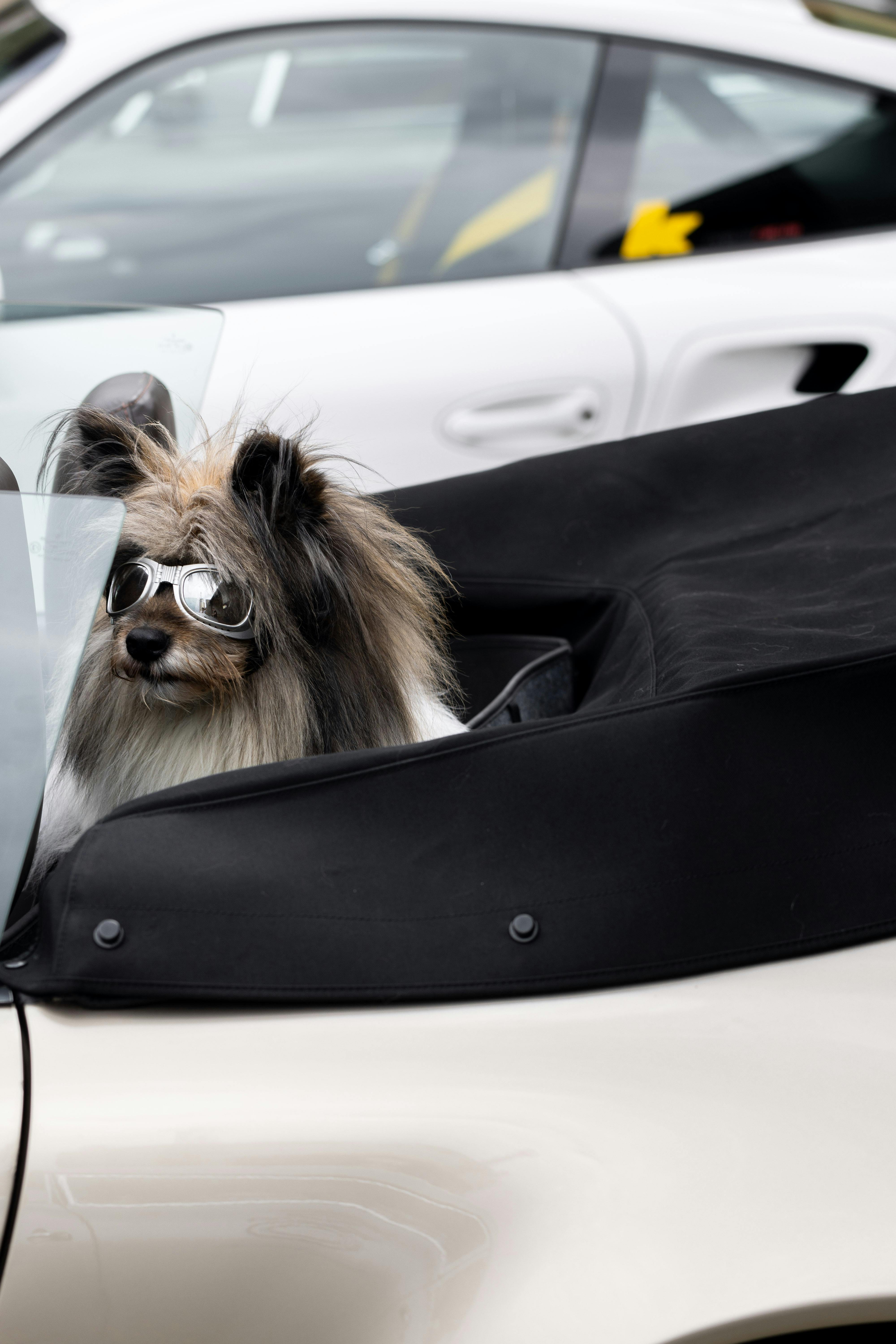 🧳 Pack Your Bags: Travel Gear That Makes Pet Adventures Easy